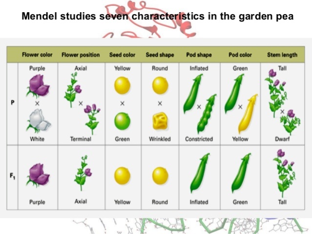Gregor Mendel publishes works on inheritance of traits in pea plants