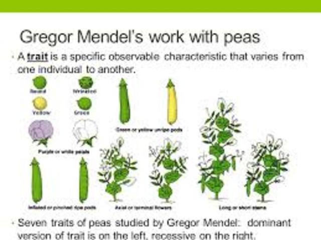 Gregor Mendel publishes works on inheritance of traits in pea plants