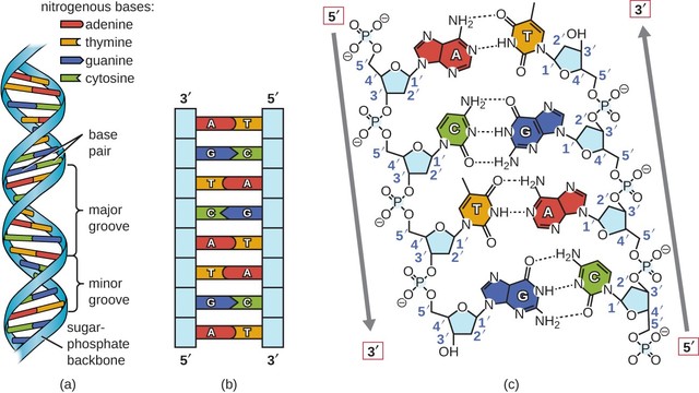 Watson and Crick propose the double helix model of DNA structure