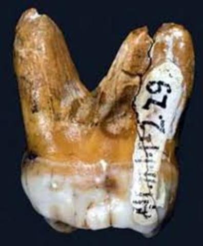 Homo denisova fossil discovered