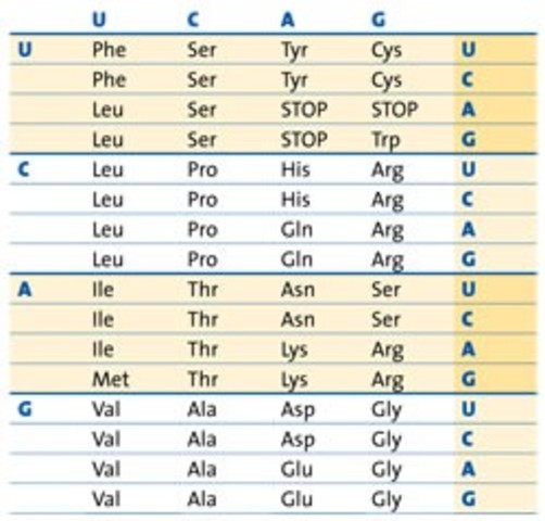 Nirenberg cracks the genetic code