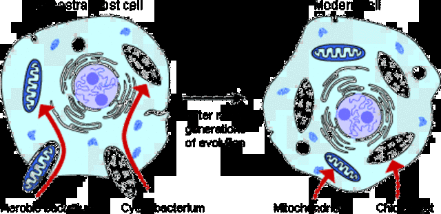 Endosymbiosis is described by Lynn Margulis