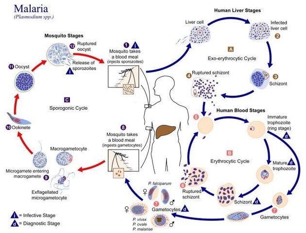 Plasmodium falciparum is described as the causative agent of malaria
