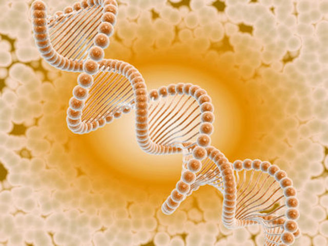 Hardy and Weinberg independently develop the Hardy-Weinberg equation for determining allele frequencies in populations