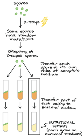 Beadle and Tatum publish the 1 gene-1 enzyme hypothesis