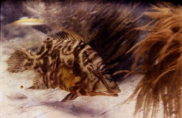 A primeira fotografia aquatica a cores