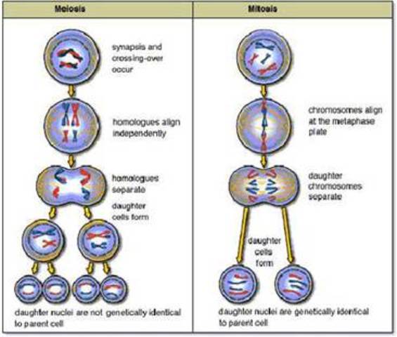 mitosis y meiosis