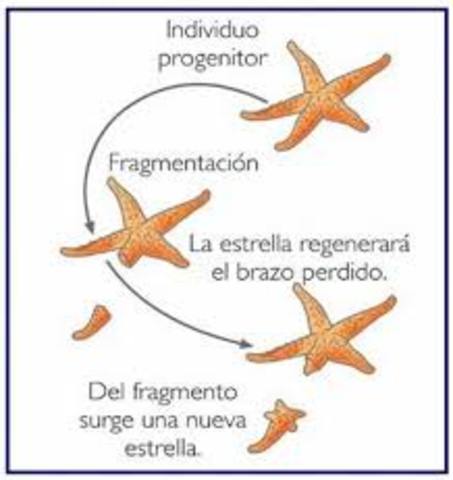 tipos de reproducción