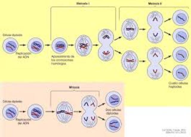 mitosis y la meiosis