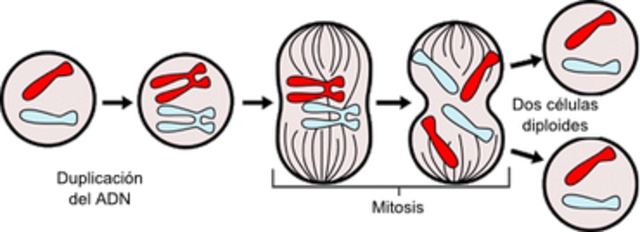 Mitosis