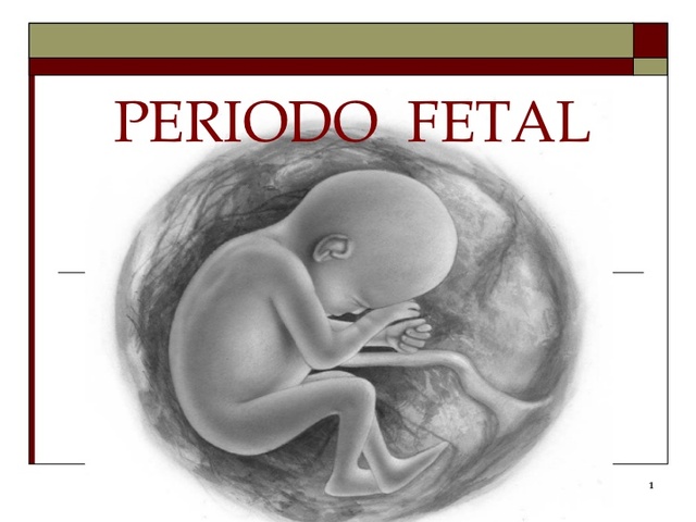PERIODO FETAL