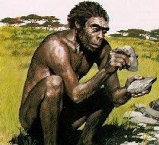 Homo habilis