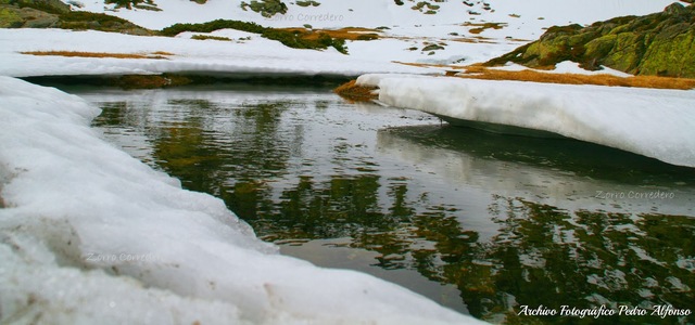EM TIRO EN UN BASSAL D'AIGUA MENTRE ESQUIO