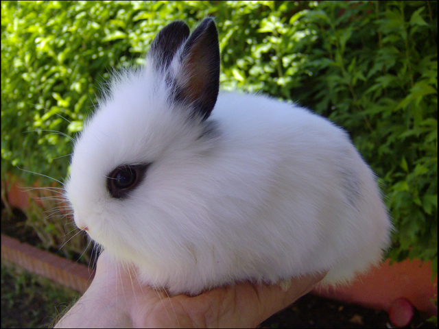 primera mascota, en Bubbles