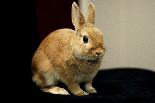 La meva primera mascota