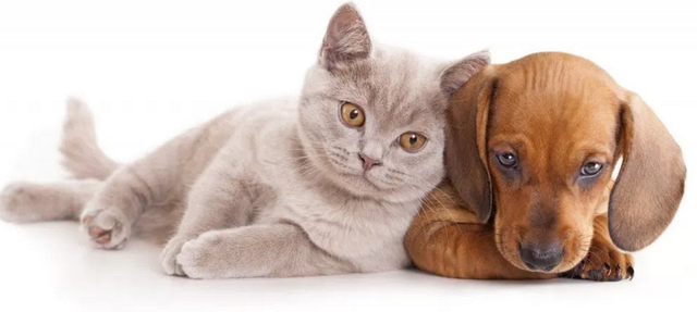 La perdúa de les meves tres mascotes