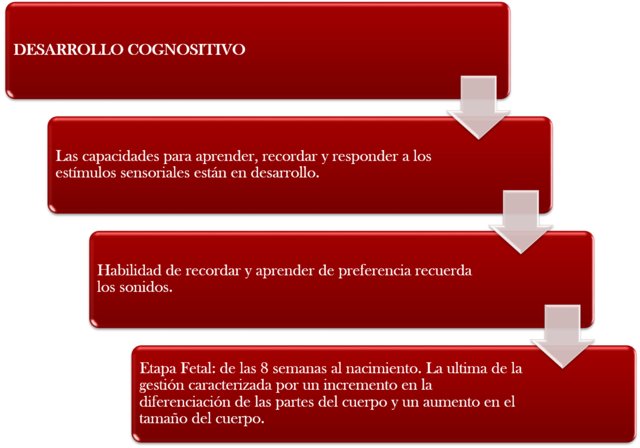 Desarrollo Cognositivo
