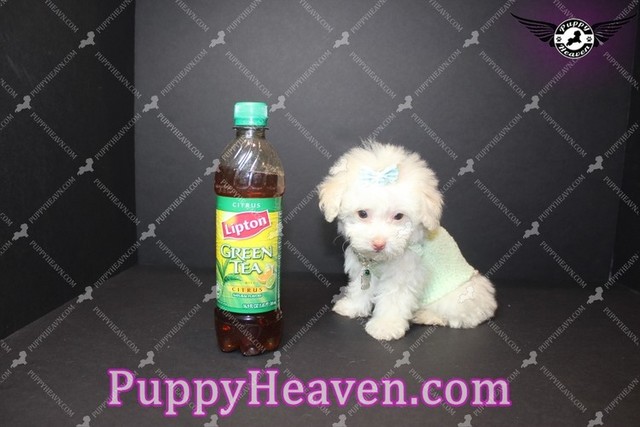 Got my first dog. He is a Maltipoodle Teacup