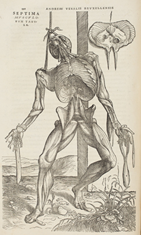 Vetenskap - Vesalius Anatomi