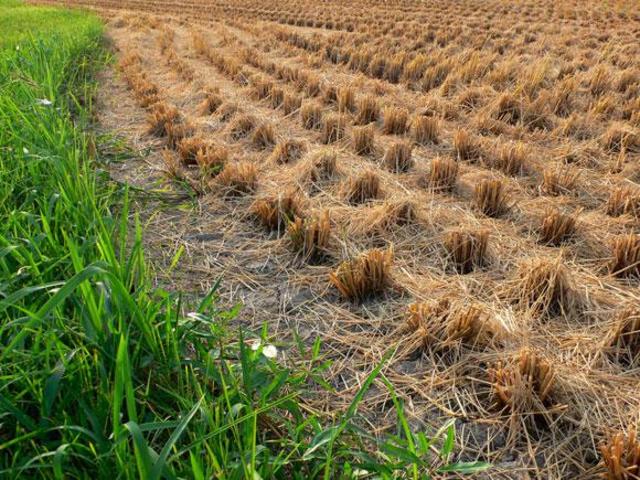 Decline in agriculture