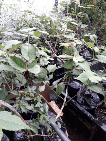 aplicación de fertilizante