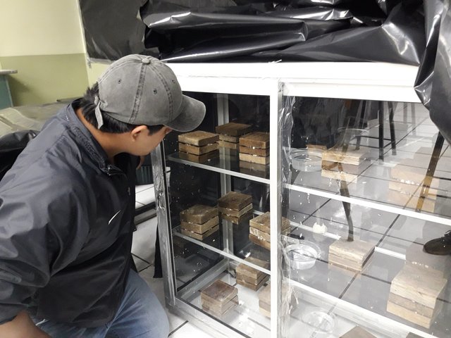 Inoculación de hongos en los sustratos