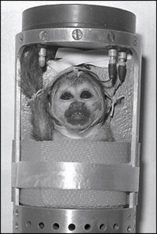 Able and Miss Baker survive their trip to space