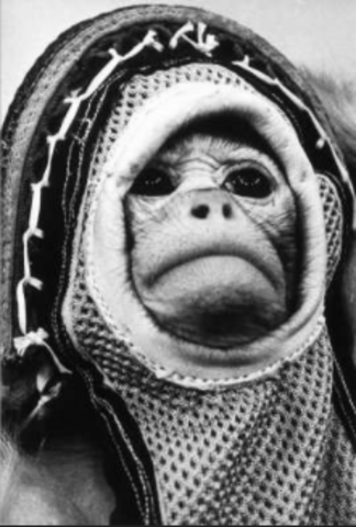 ALbert is sent to space