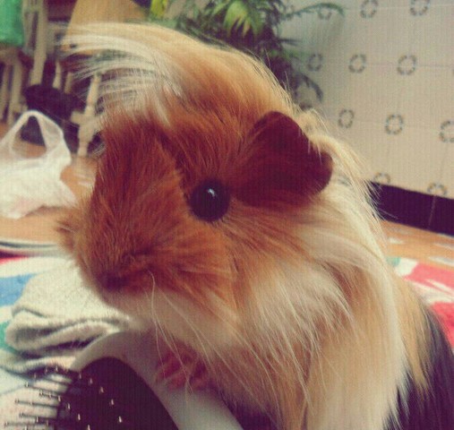 Mort de la meva coballa Pinki