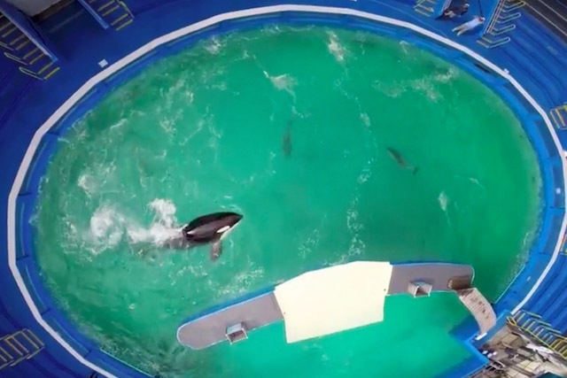 Movement begins to free Lolita from Miami Seaquarium