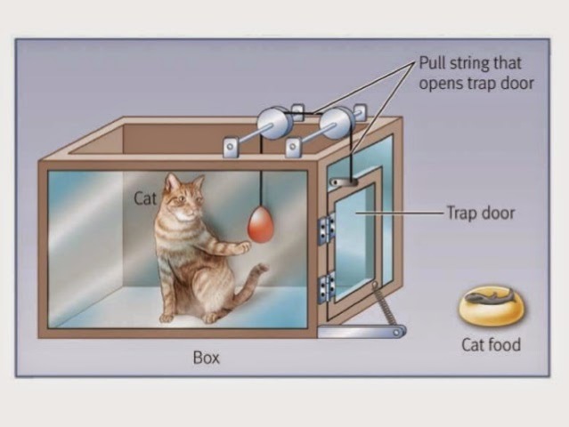 Edward Thorndike realiza experimentos con gatos, perros y gallinas.