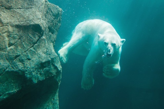 Schönbrunn Zoo / Ζωολογικός Κήπος της Βιένννης