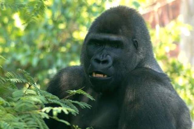 National Zoological Gardens of South Africa