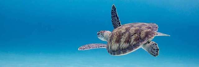 Zoological Society of London