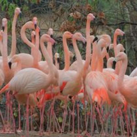 Ο Ζωολογικός Κήπος του Bronx