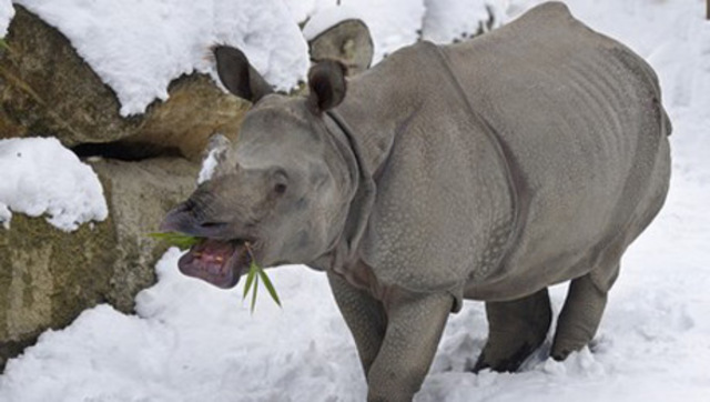 Ζωολογικός Κήπος Toronto