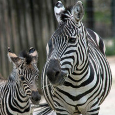 Ζωολογικός Κήπος της Σιγκαπούρης