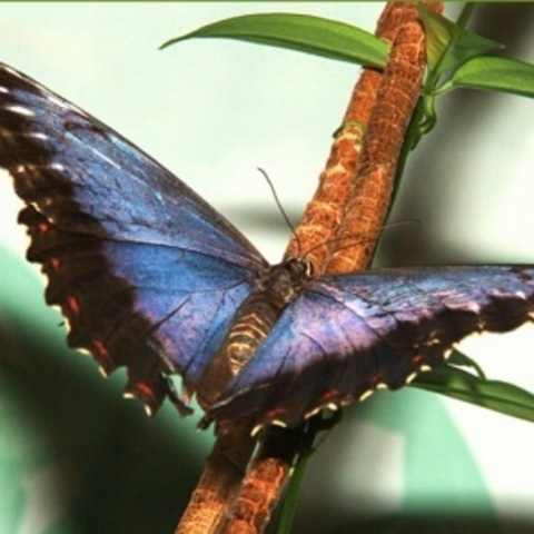 Ζωολογικός Κήπος της Μόσχας