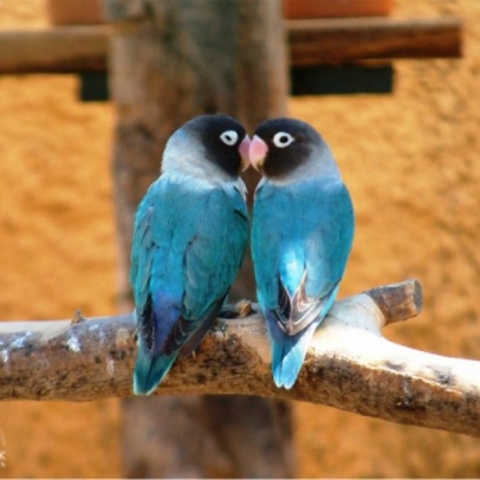 Αττικό Ζωολογικό Πάρκο