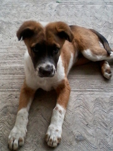 Me regalaron mi primera perrita