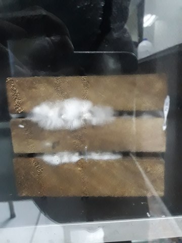 desarrollo de micelio al tercer día de la inoculacion