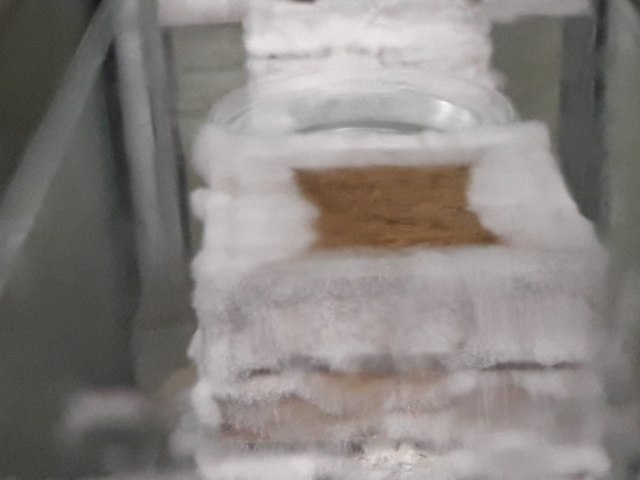 desarrollo de micelio noveno  día de la inoculacion