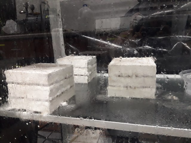 desarrolo del micelio al doceavo día de la inoculacion