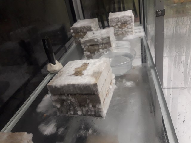 desarrollo del micelio