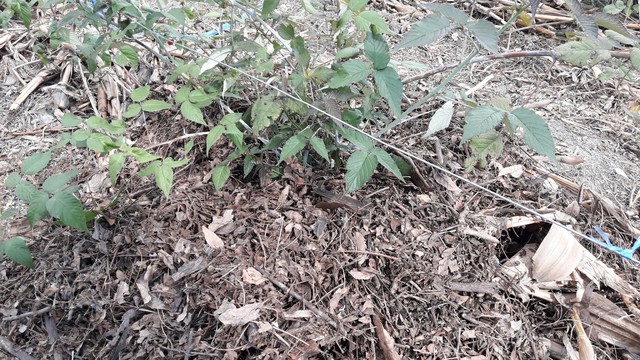 Aplicación de hojearasca  a las plantas