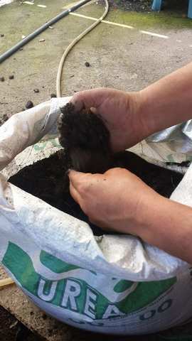 Enfundado del sustrato