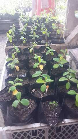 Plantas despues del transplante