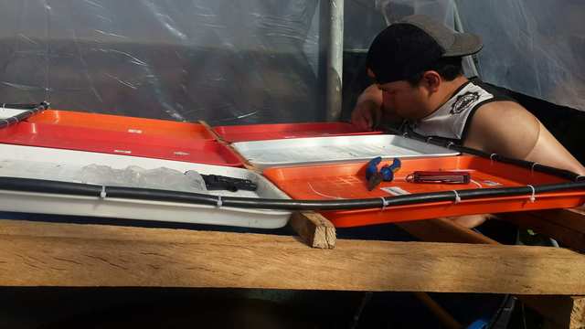 Colocado de la bandejas y el sistema de riego