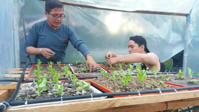 Llenado de bandejas y siembra