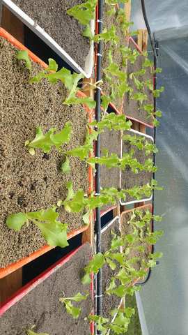 Cambio de sustrato y plantas